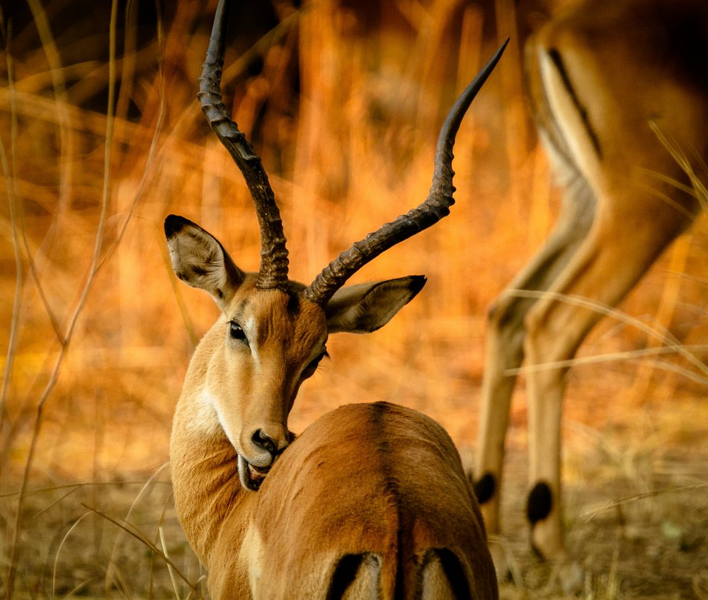 Antelope photo by Harvey Sapir