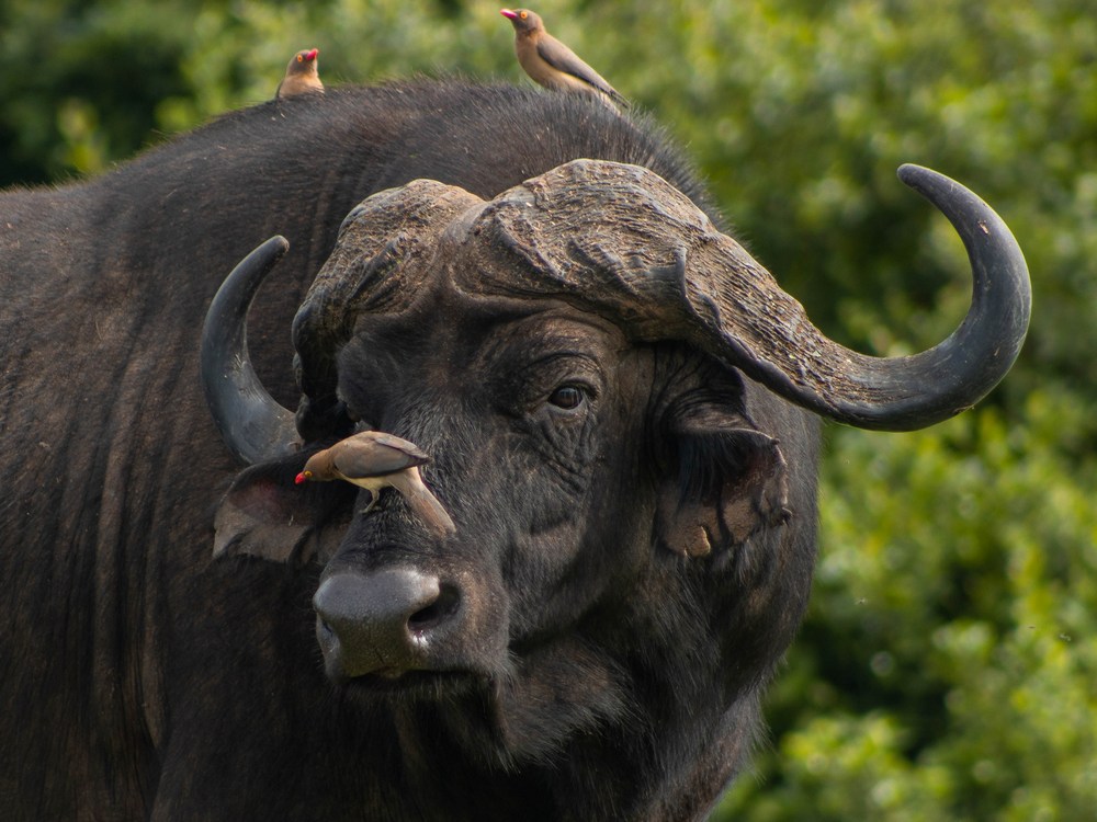 Cape Buffalo. Photo by Githinji Wanjohi