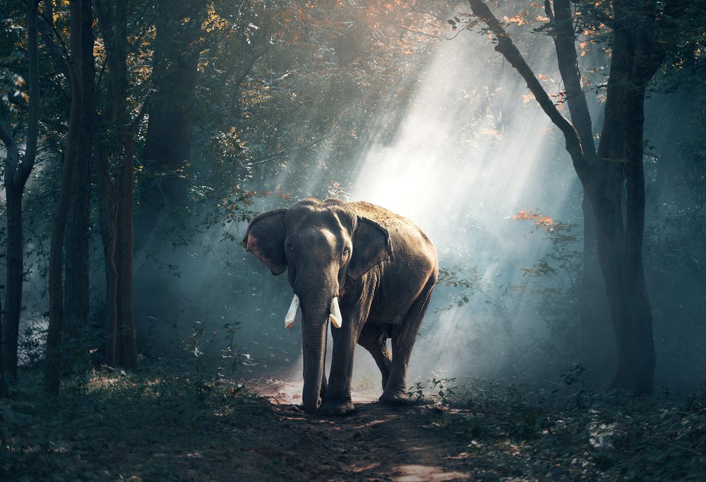 Elephant in the sun and forest