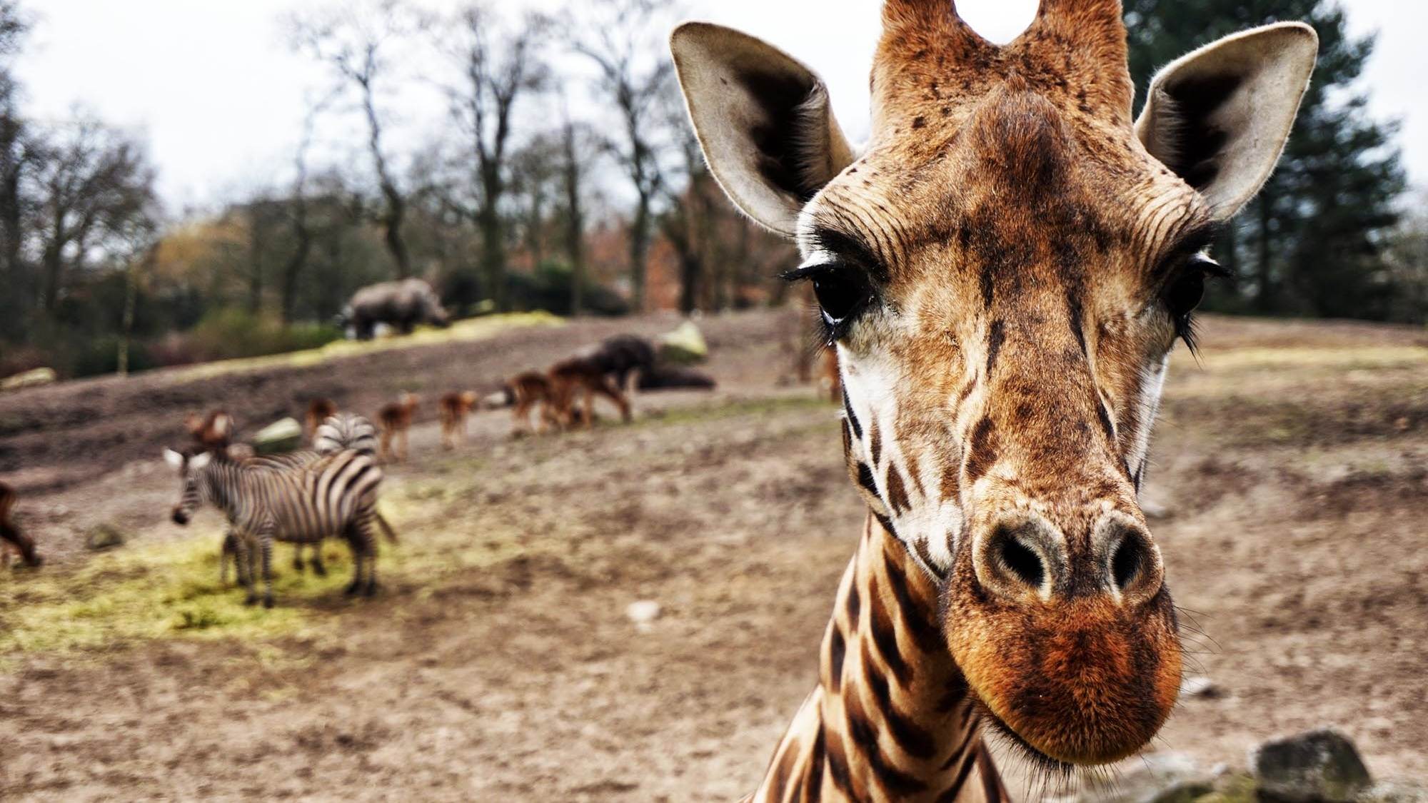 Giraffe closeup