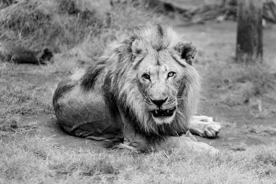 Lion with an unhealthy eye