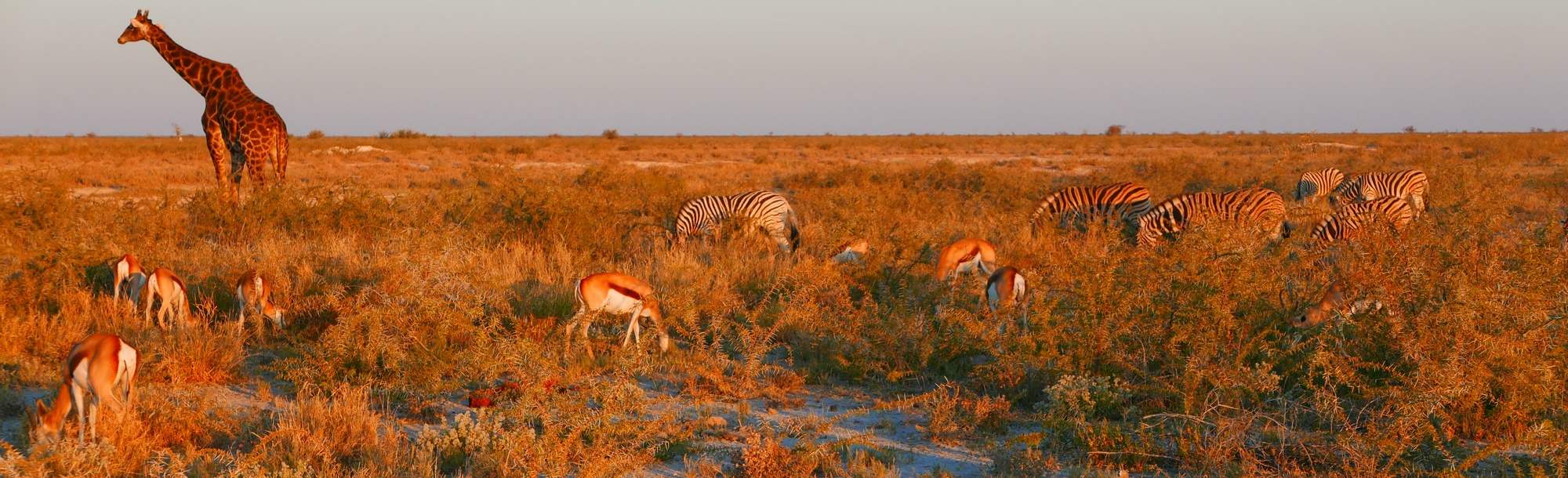 Etosha National Park in Nambia