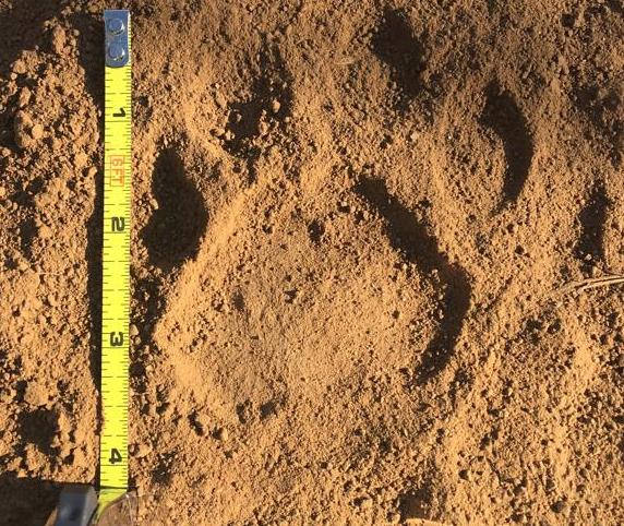 A leopard track must be at least 3 1/8 inches, otherwise you're being an irresponsible hunter