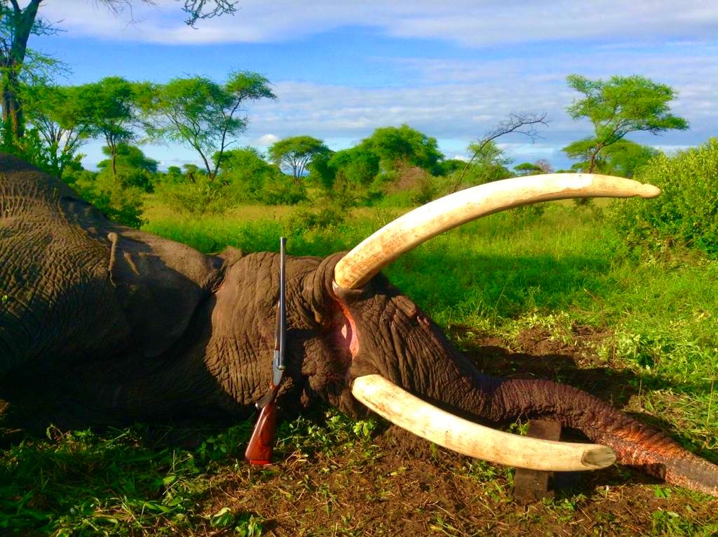 85-pound or 39-kg elephant
