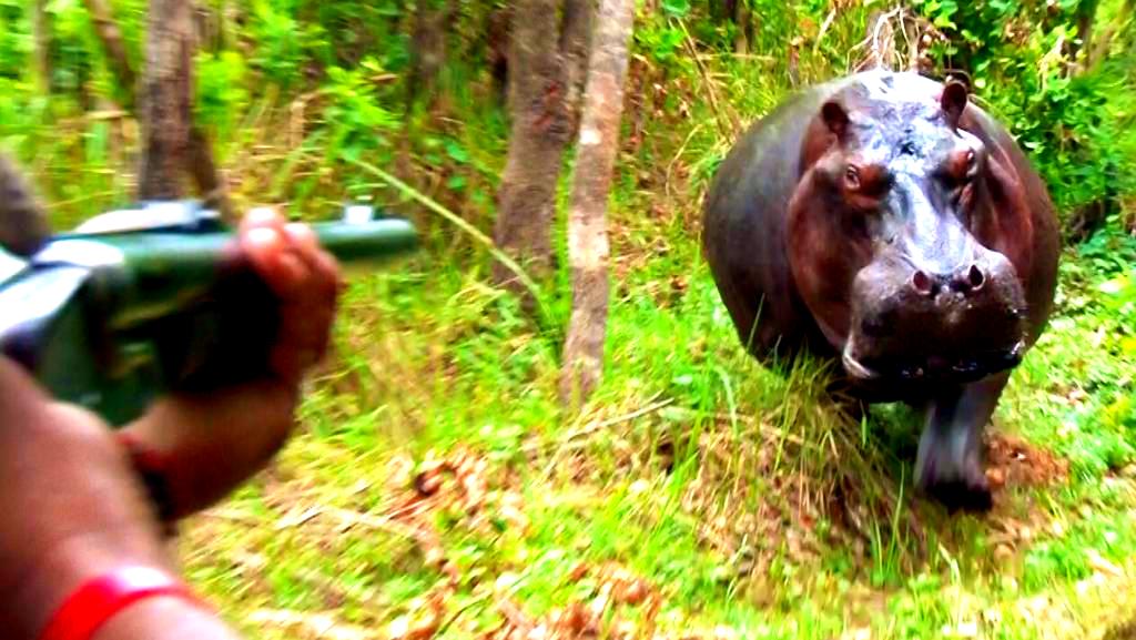 Aiming at a hippo