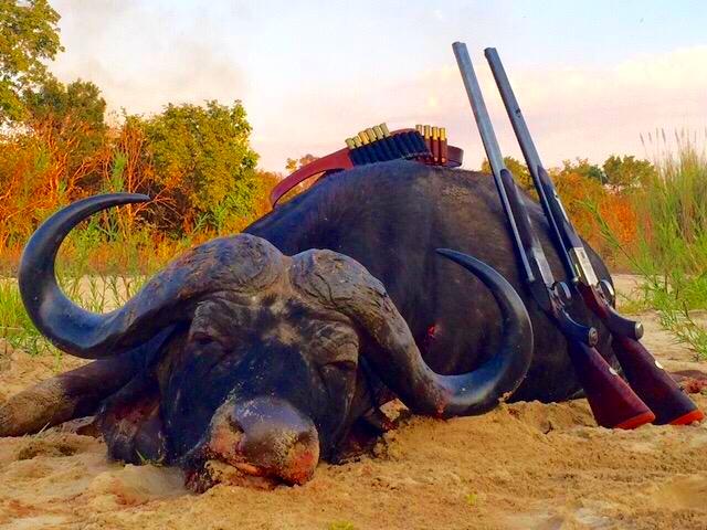 Dead Cape Buffalo